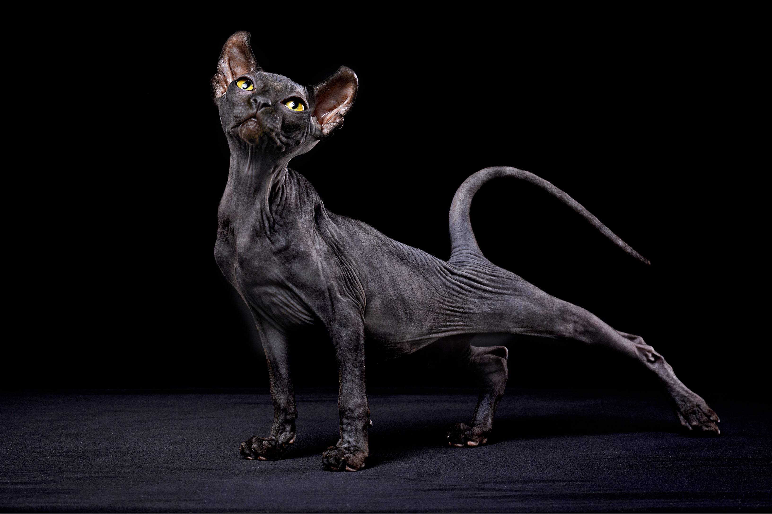 Gato Sphynx preto é uma possibilidade, assim como várias outras cores