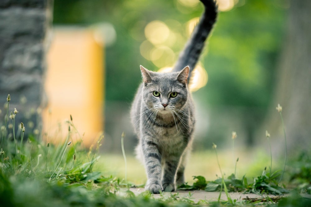 O mito de que o gato tem 7 vidas está diretamente relacionado ao equilíbrio e agilidade dos felinos