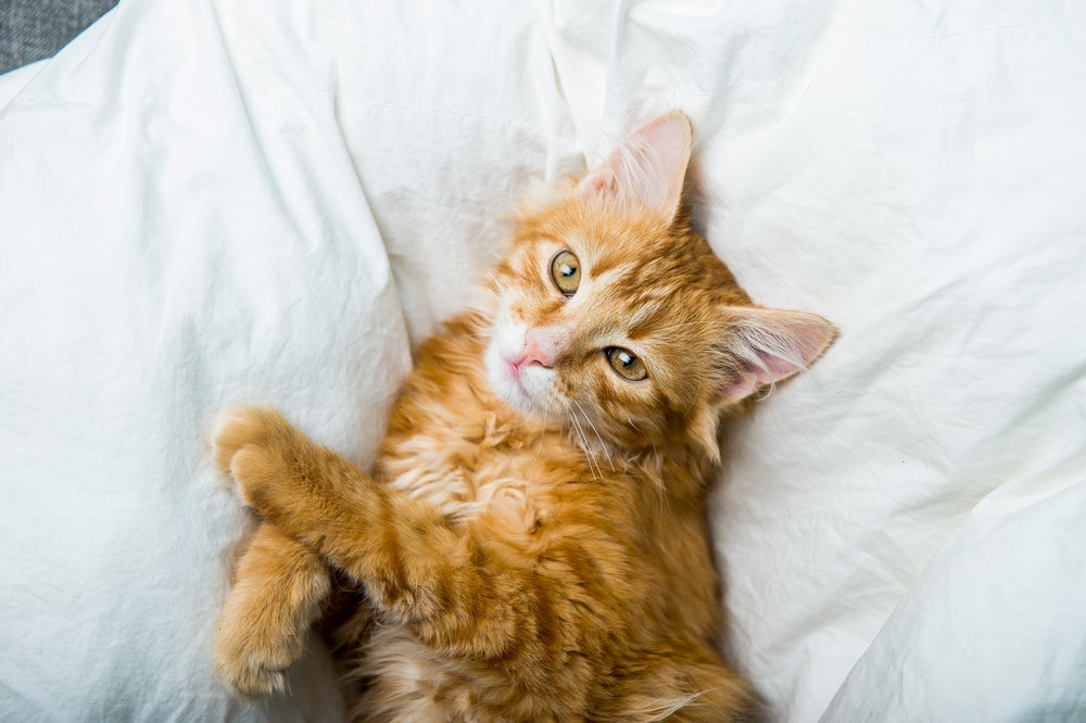 A FIV felina não passa para humanos, apenas para outros gatos