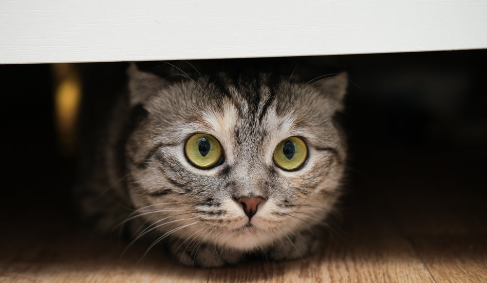 Estratégias simples ajudam a evitar que o gato fique estressado com os fogos de artifício