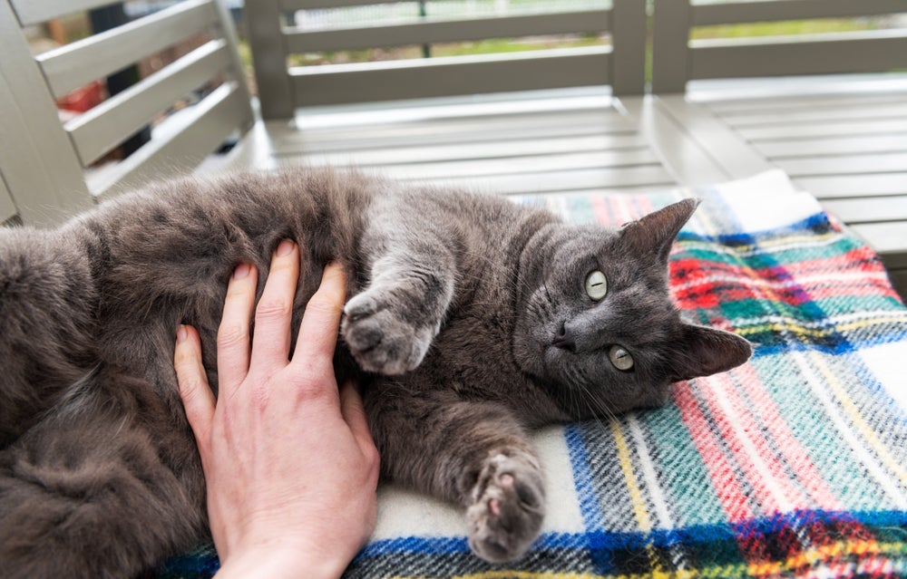 O umbigo de gato fica localizado no abdômen do pet