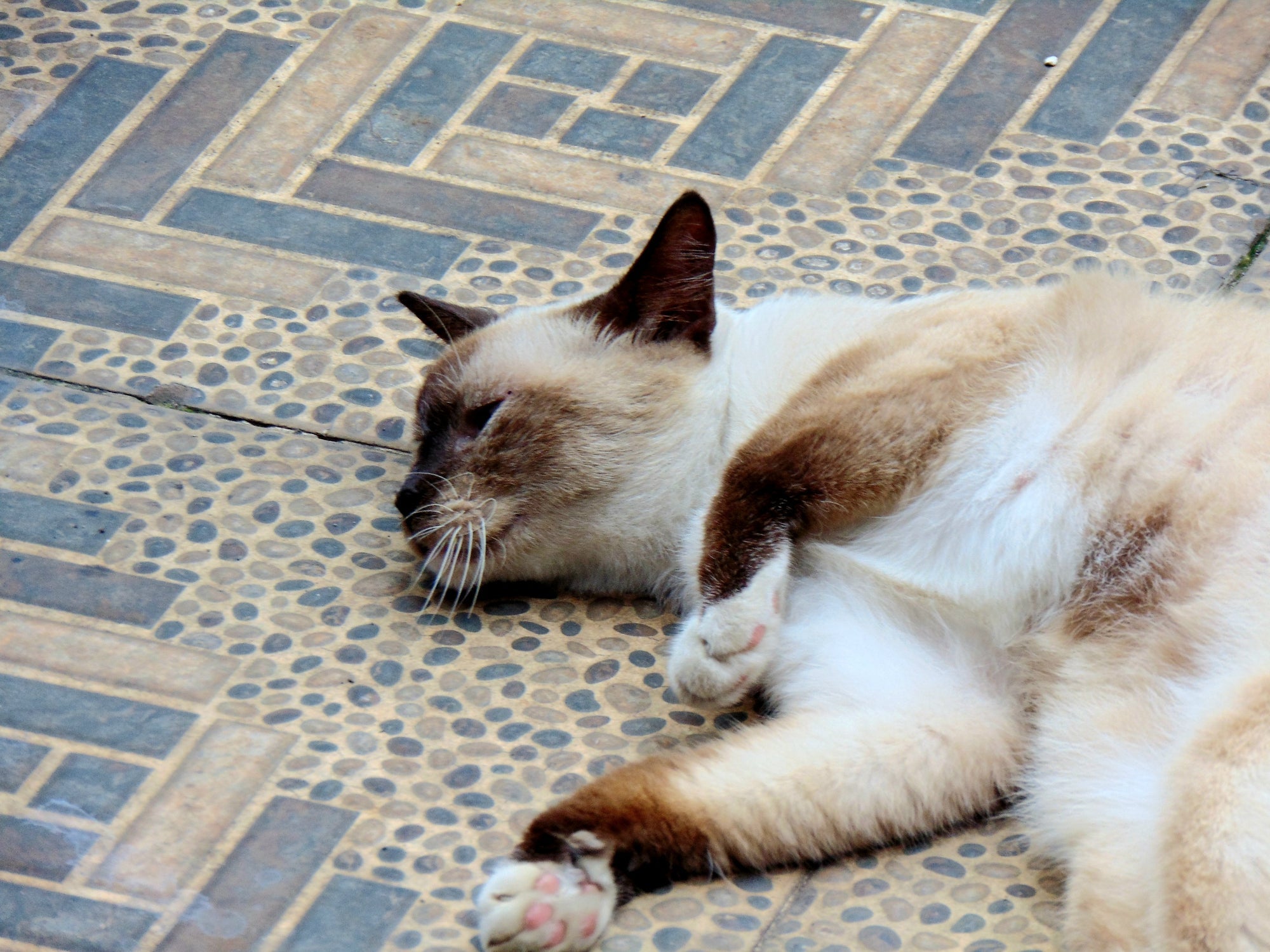 O gato tailandês tem as extremidades do corpo em tons mais escuros que o resto da pelagem