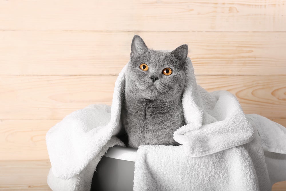 Gato toma banho? Esqueça o mito de que não precisa e insira esse processo na rotina de higiene do seu pet!