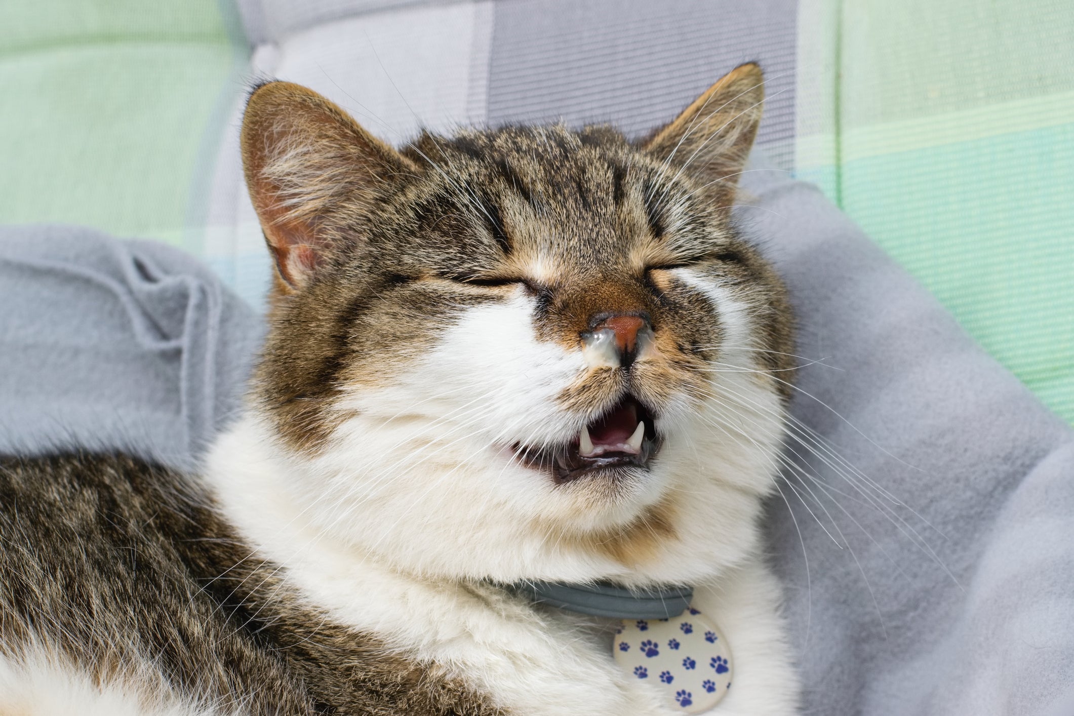 O gato gripado é um problema comum no outono, mas pode ser evitado com cuidados especiais