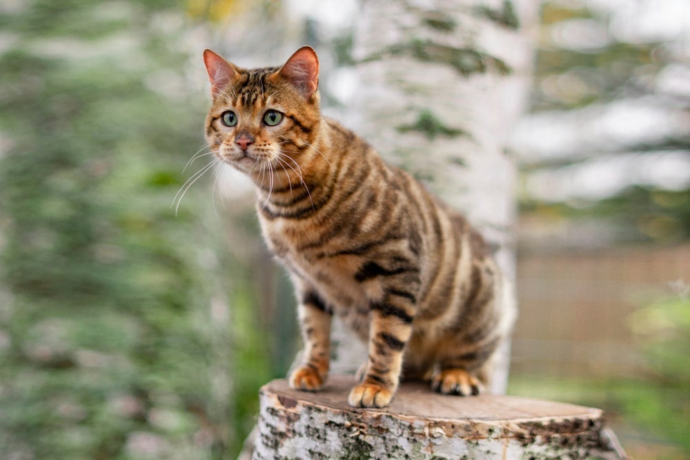O Toyger é um exemplo de gato que parece tigre e compartilha semelhanças surpreendentes