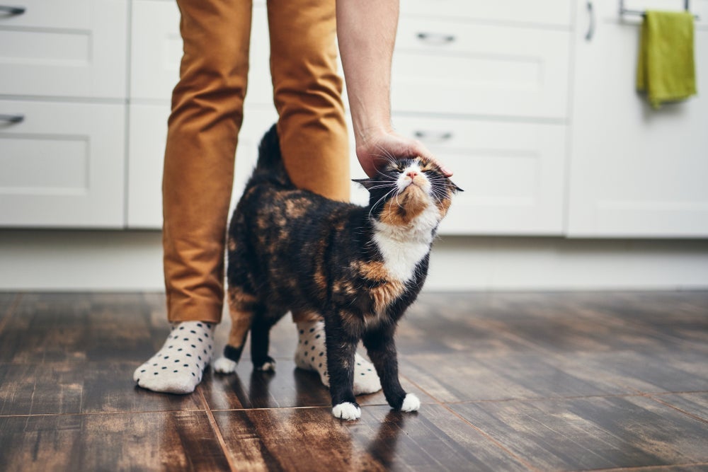 O gato traz presente para o dono porque quer mostrar que se importa com ele