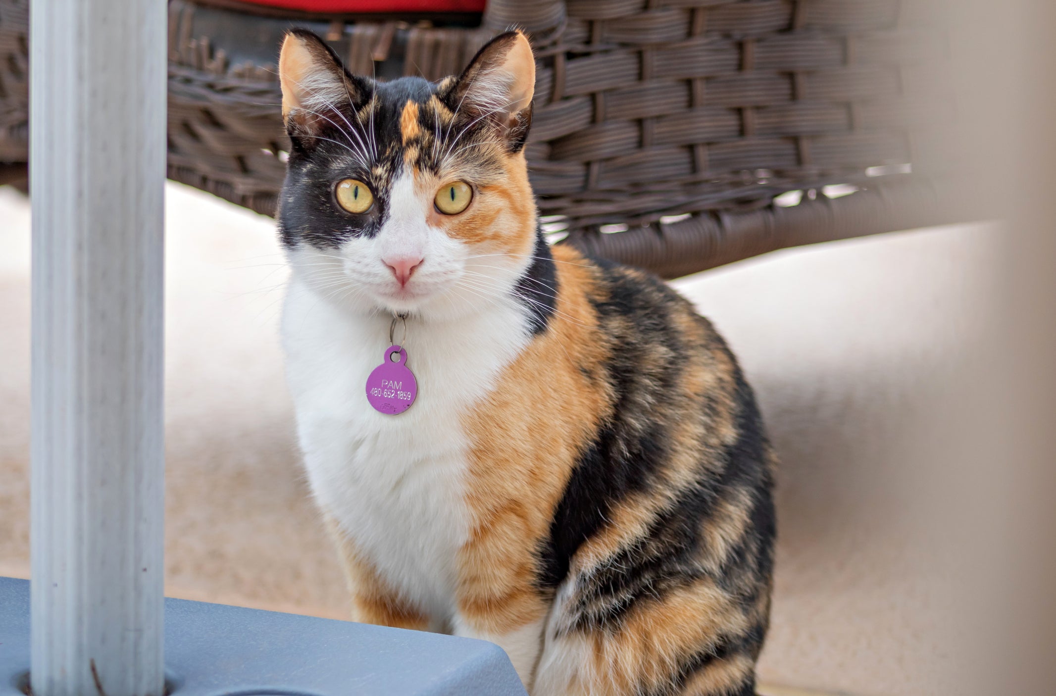 O gato tricolor macho é muito raro, mas pode existir por conta de uma anomalia genética bem específica