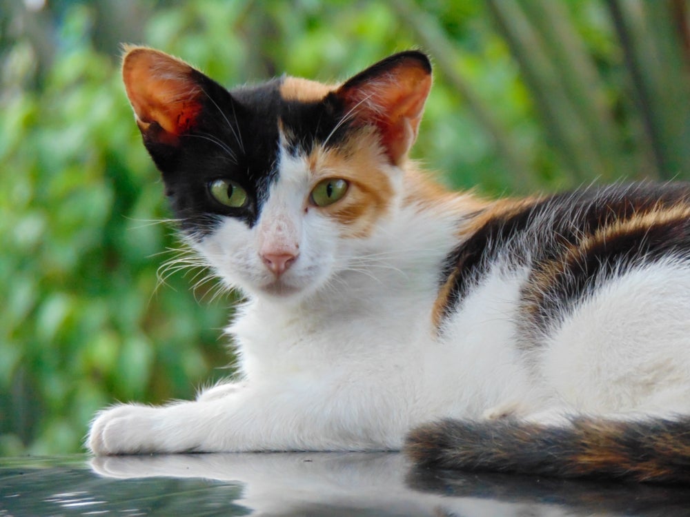 Encontrar um gato tricolor macho até é possível, mas é difícil