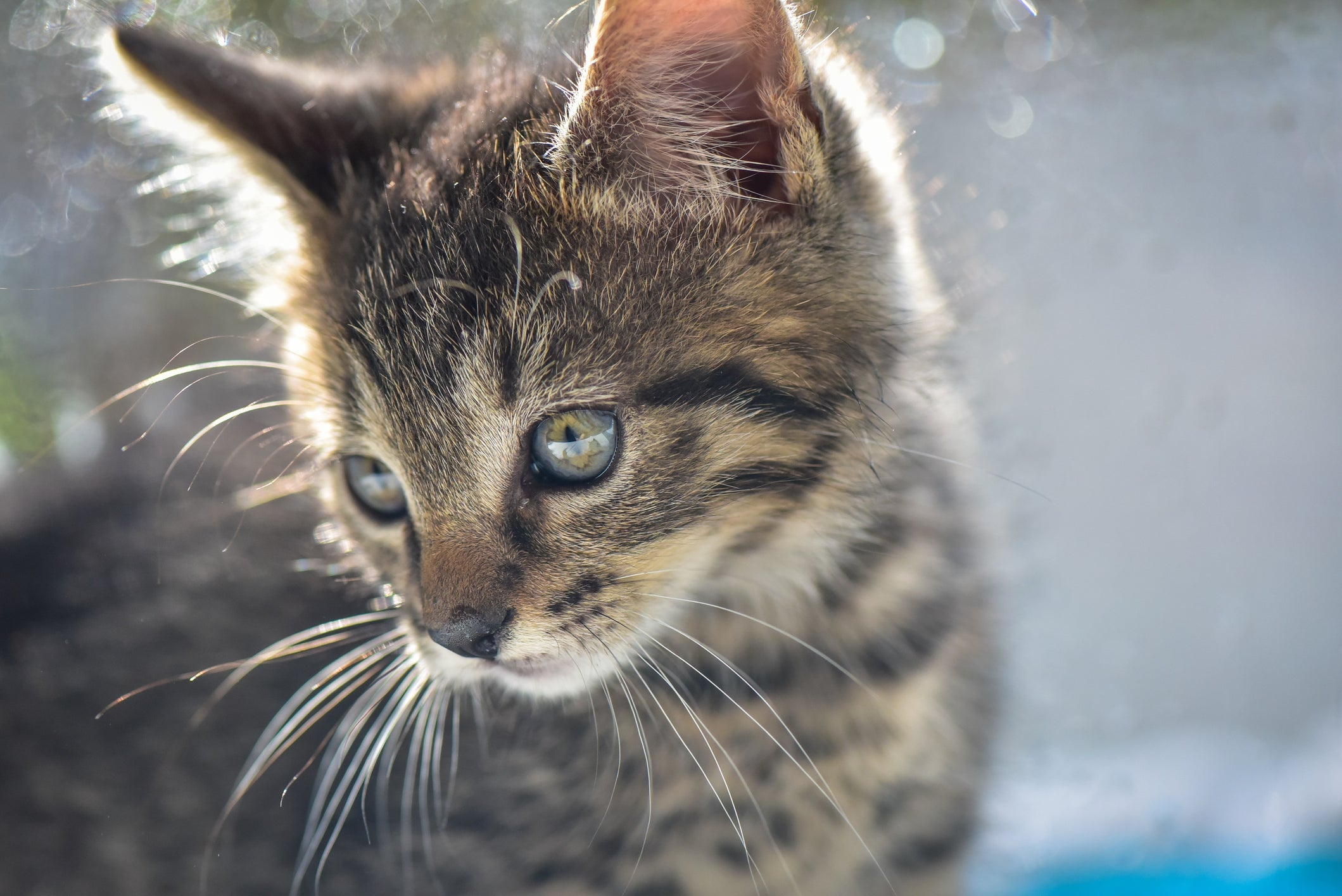 Gatos podem ficar bastante abatidos com a ausência de outros gatos que costumavam conviver