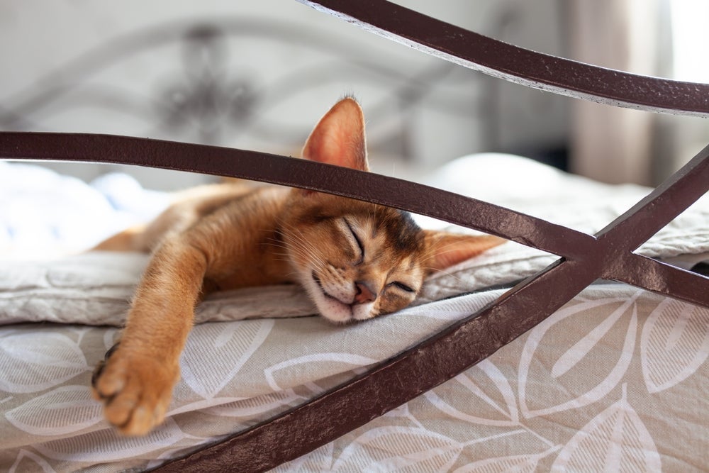 O gato triste e estressado pode ter longas horas de sono