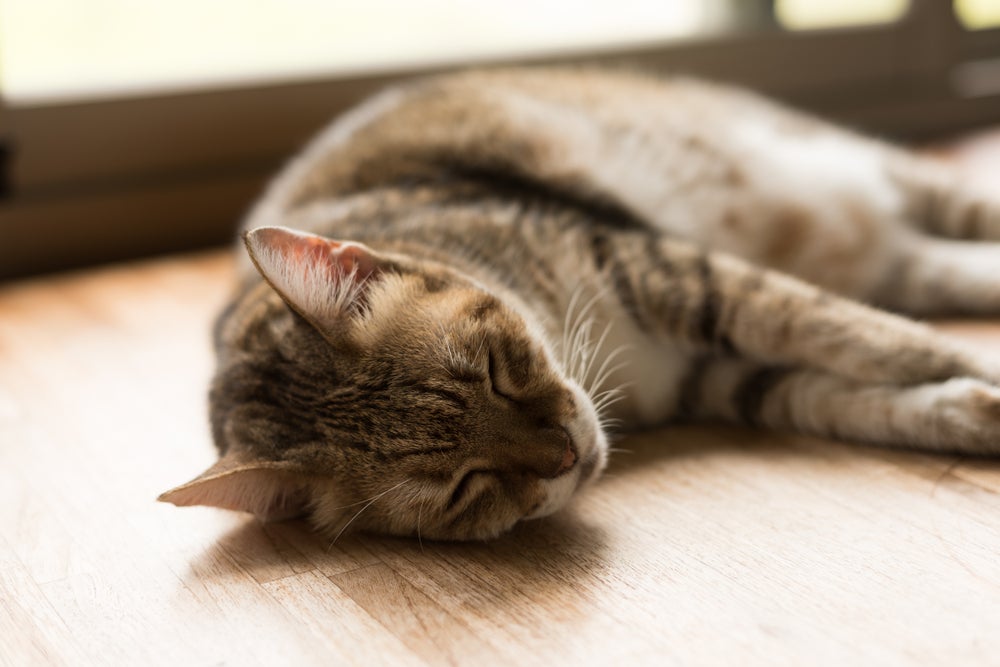 O gato triste fica mais apático e pode passar um bom tempo dormindo