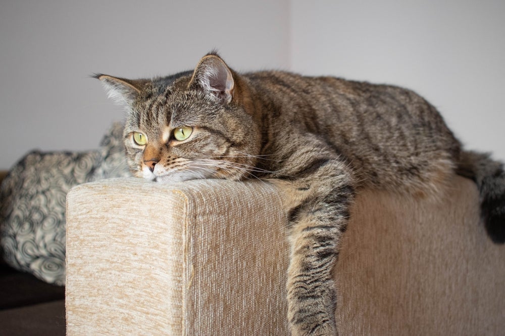 Gatos tristes têm pouco ânimo para se movimentar e passam o dia deitados