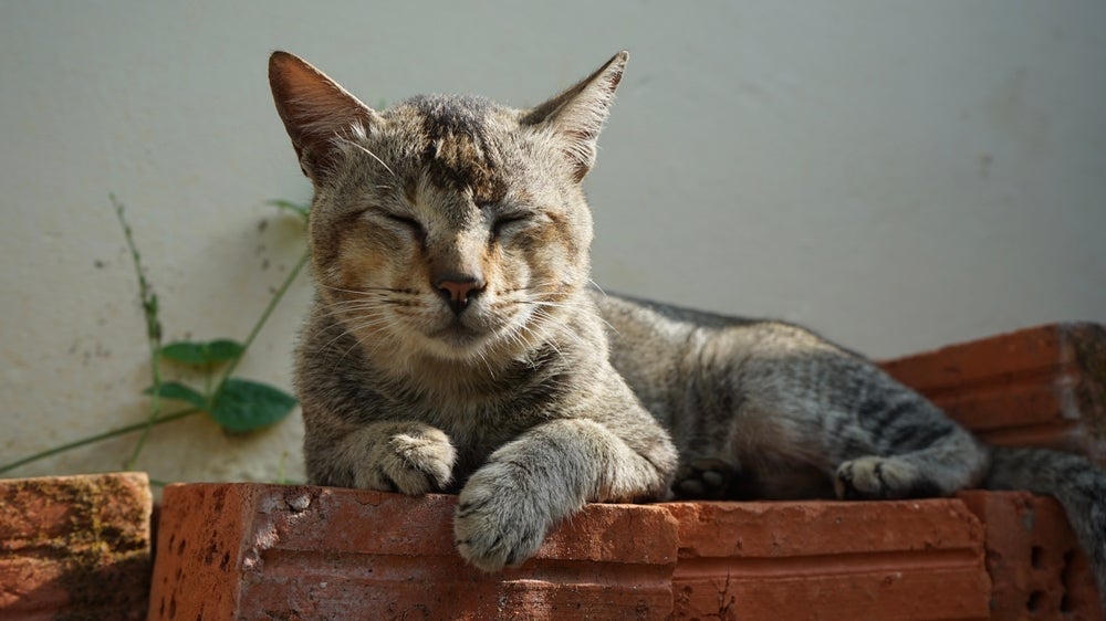 O gato vira-lata pode te surpreender pela inteligência e sagacidade!