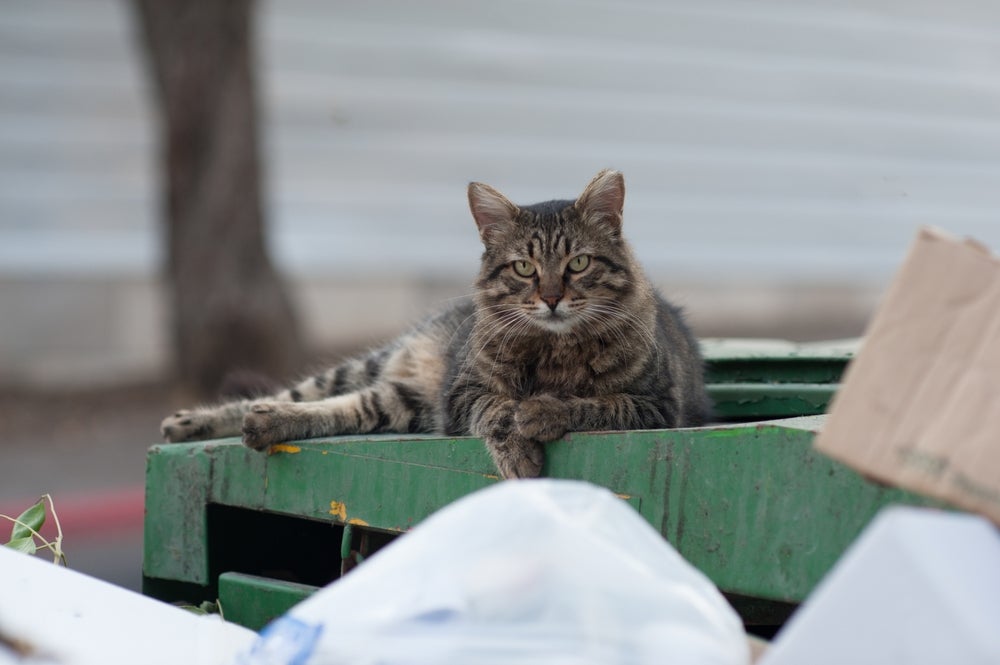 Quanto tempo vive um gato vira lata? Em média 11,9 anos