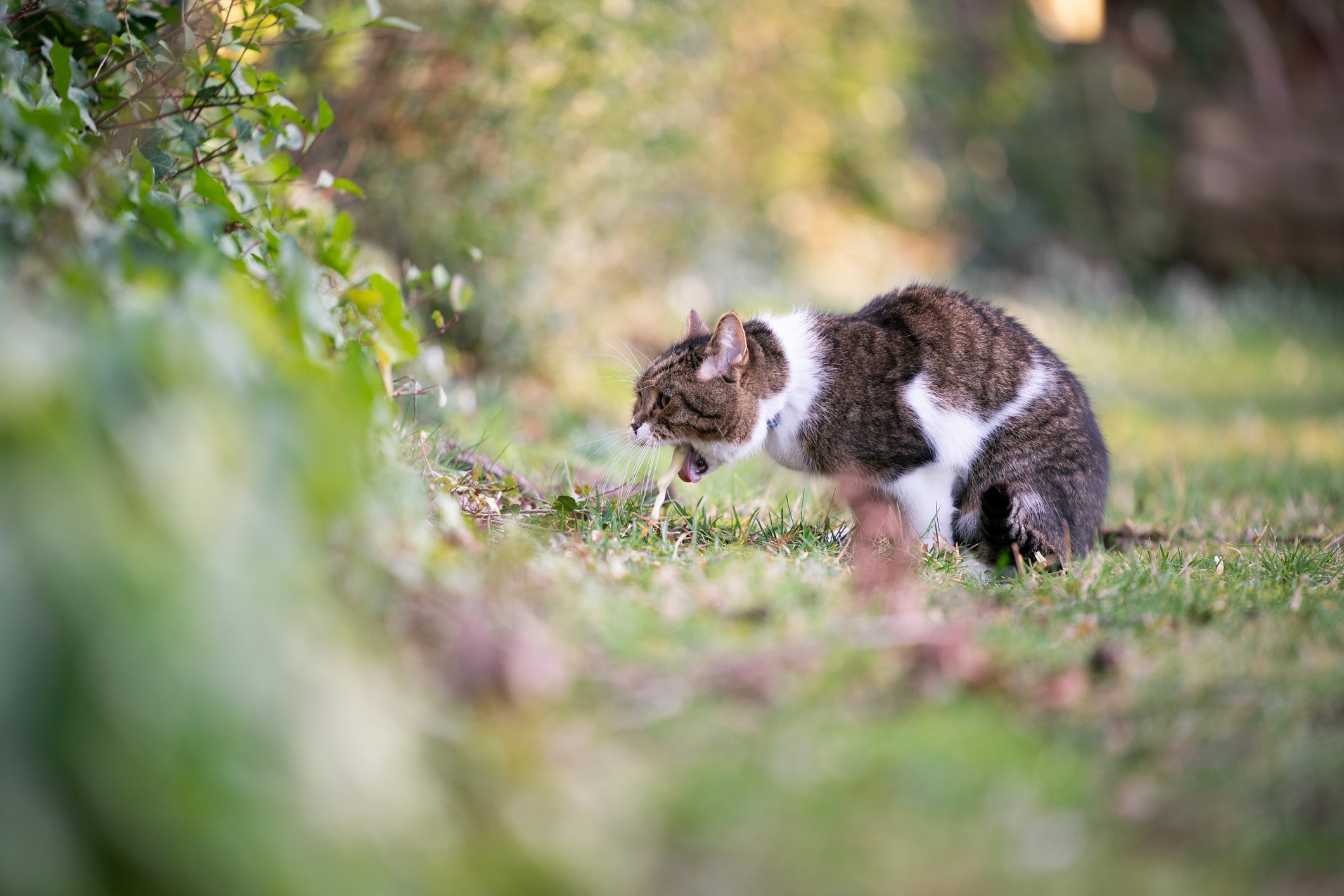 O gato vomitando sangue é uma situação de emergência, que precisa de atendimento médico imediato