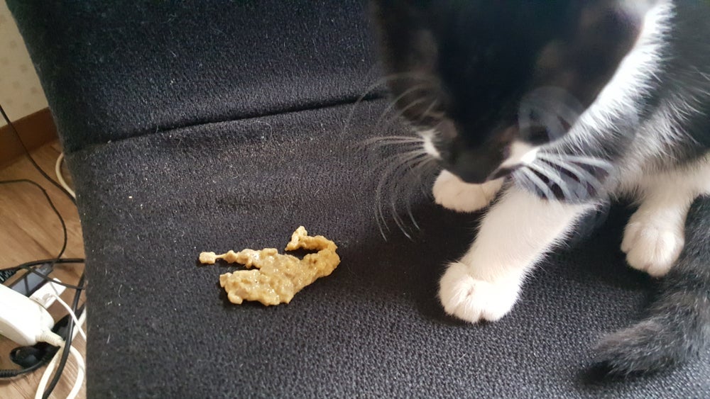 O gato vomitando ração com frequência é preocupante
