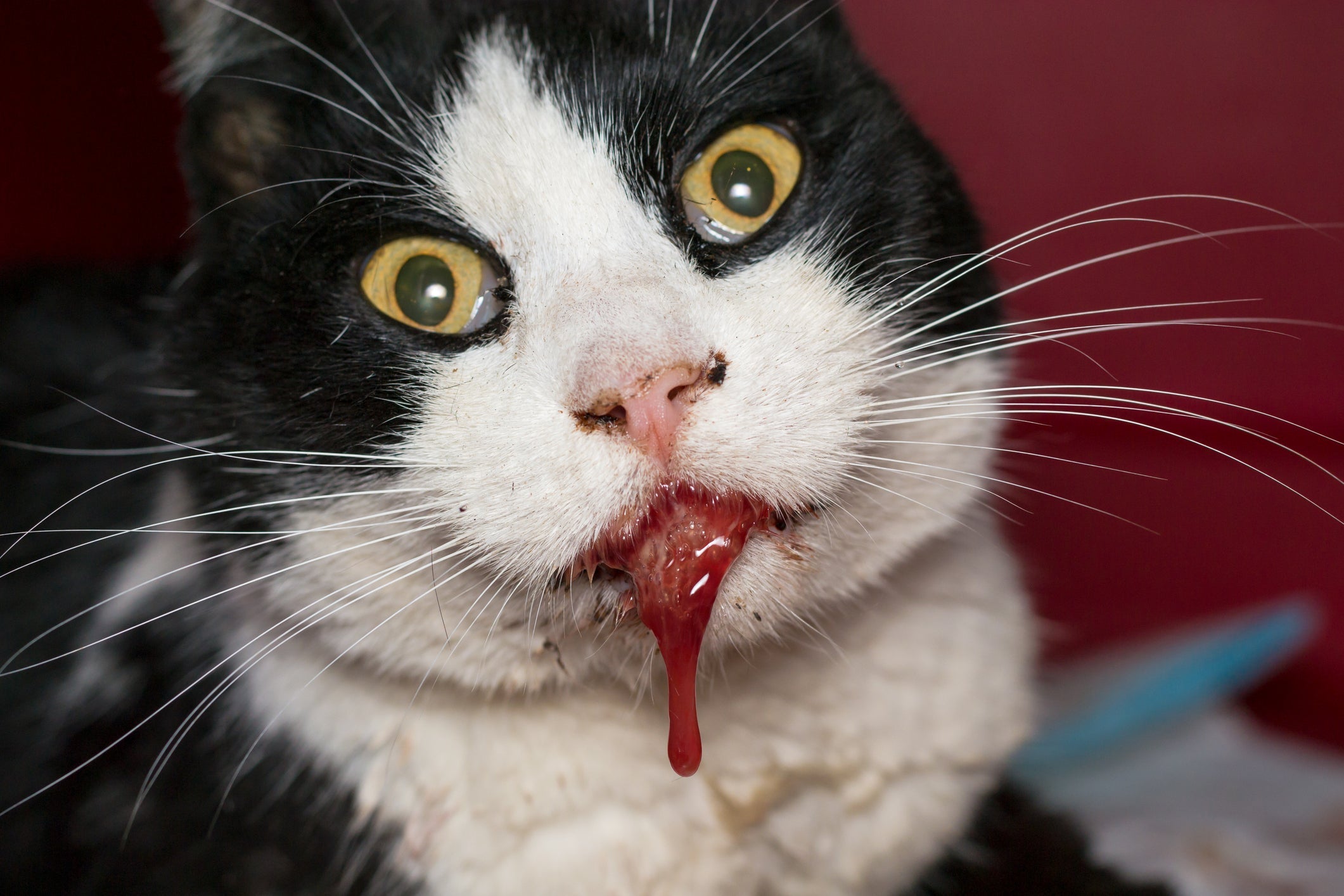 o gato vomitando sangue é um problema que pode ser causado por várias situações