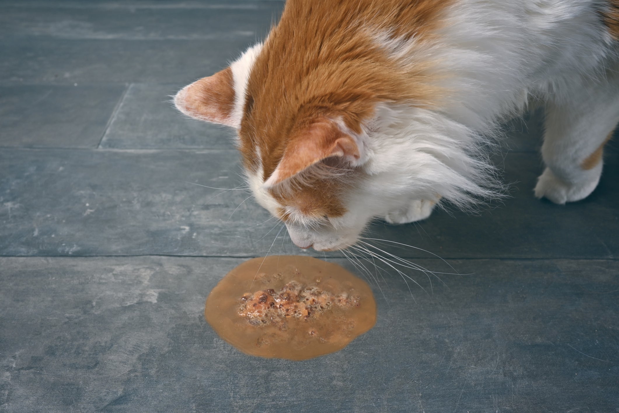 Comer muito rápido, alergias ou doenças digestivas podem estar por trás do gato vomitando ração