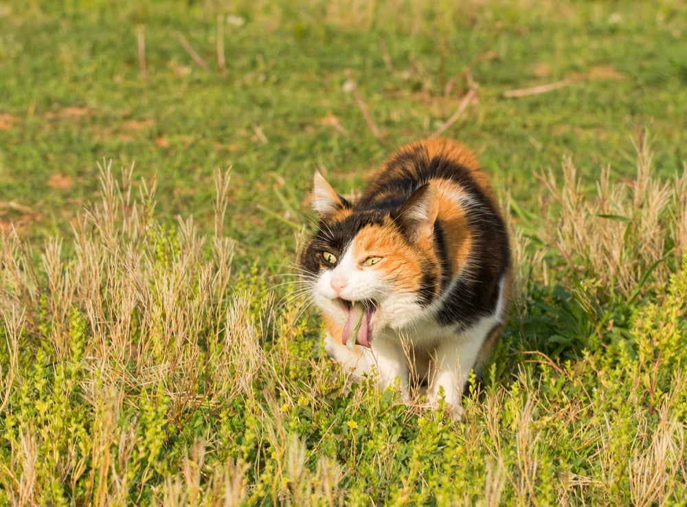 Gato vomitando: bolas de pelo e regurgitação são as principais causas