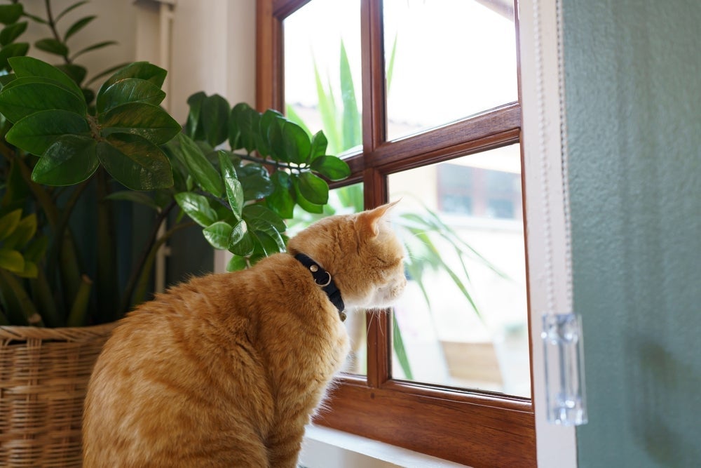 A tristeza, ansiedade, estresse e depressão podem deixar o gato vomitando 