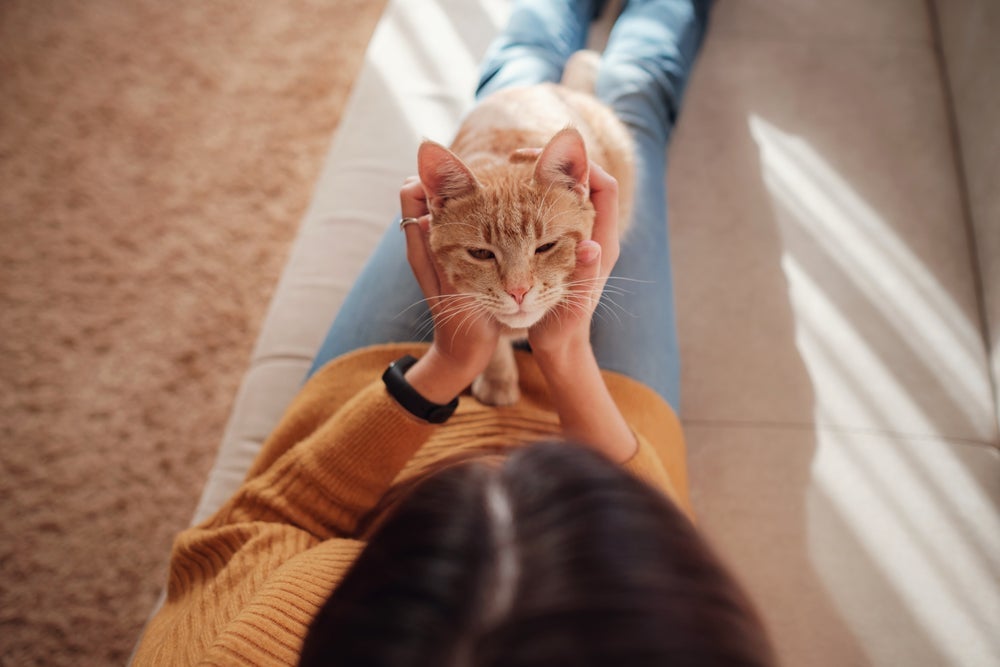 Gatos são inteligentes e conseguem associar palavras a imagens