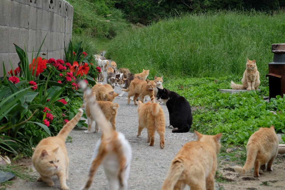 Ilha dos gatos: Japão tem um lugar que vive cheio de bichanos