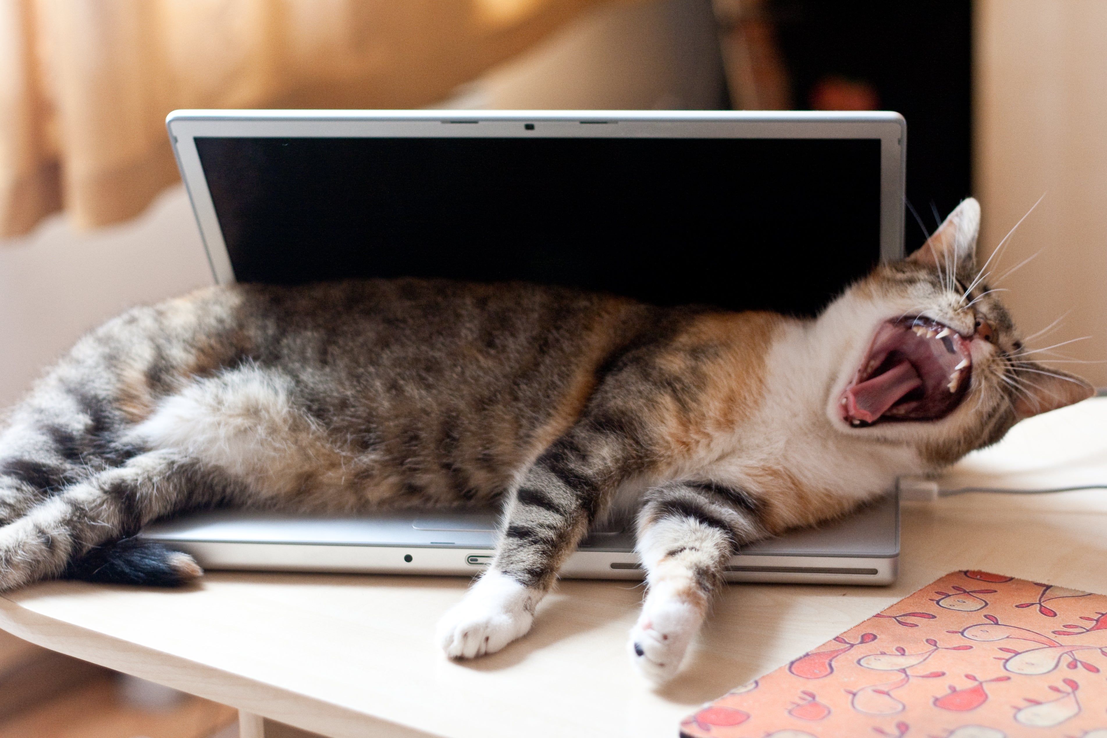 Um comportamento de gato comum é deitar em cima de laptops