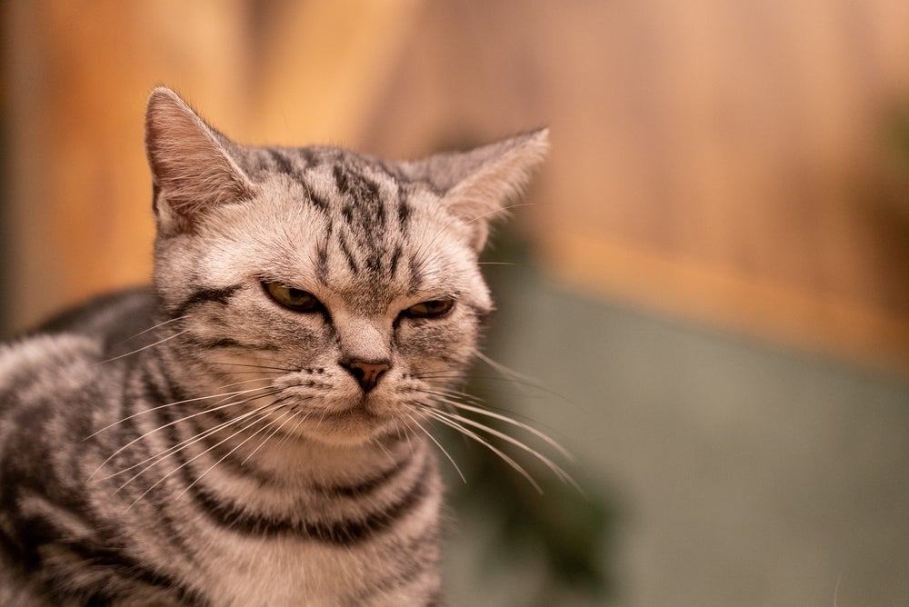 O 'biquinho' do gato nem sempre é bom sinal