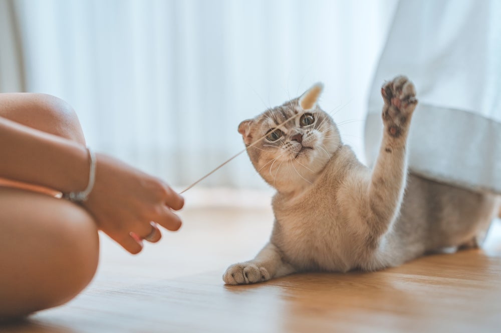 Brincar com o gato pode fortalecer a relação de vocês
