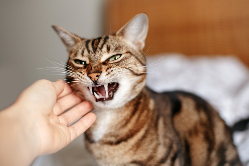 Fazer carinho no gato no momento errado pode, aos poucos, quebrar o vínculo com o pet