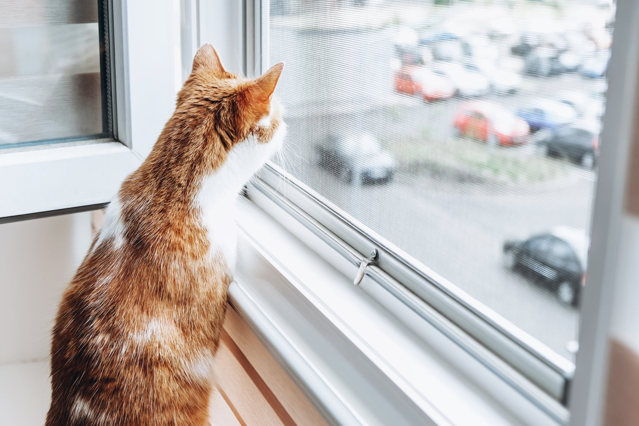Quando o gato fica só, ele pode passar longas horas na janela