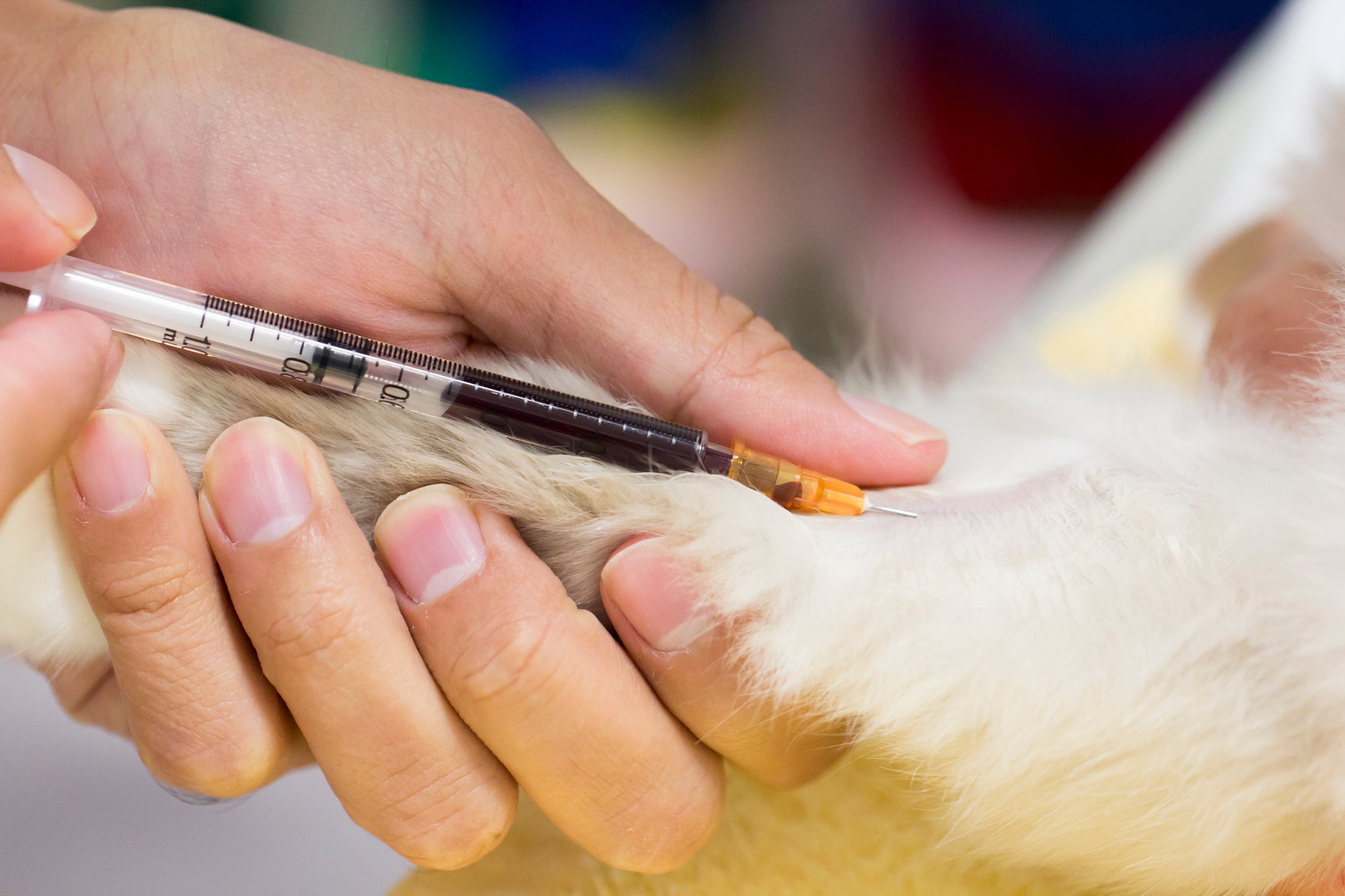 Quando o gato doa sangue, ele pode salvar uma vida