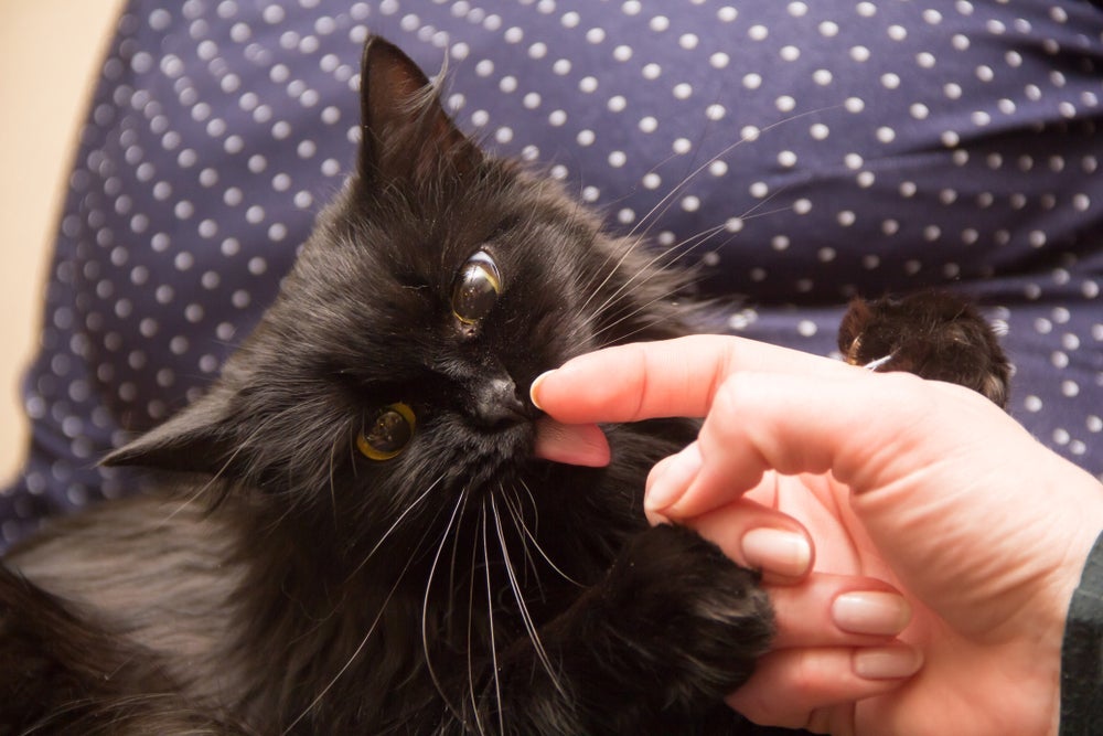 O gato lambendo o dono é uma forma de amor