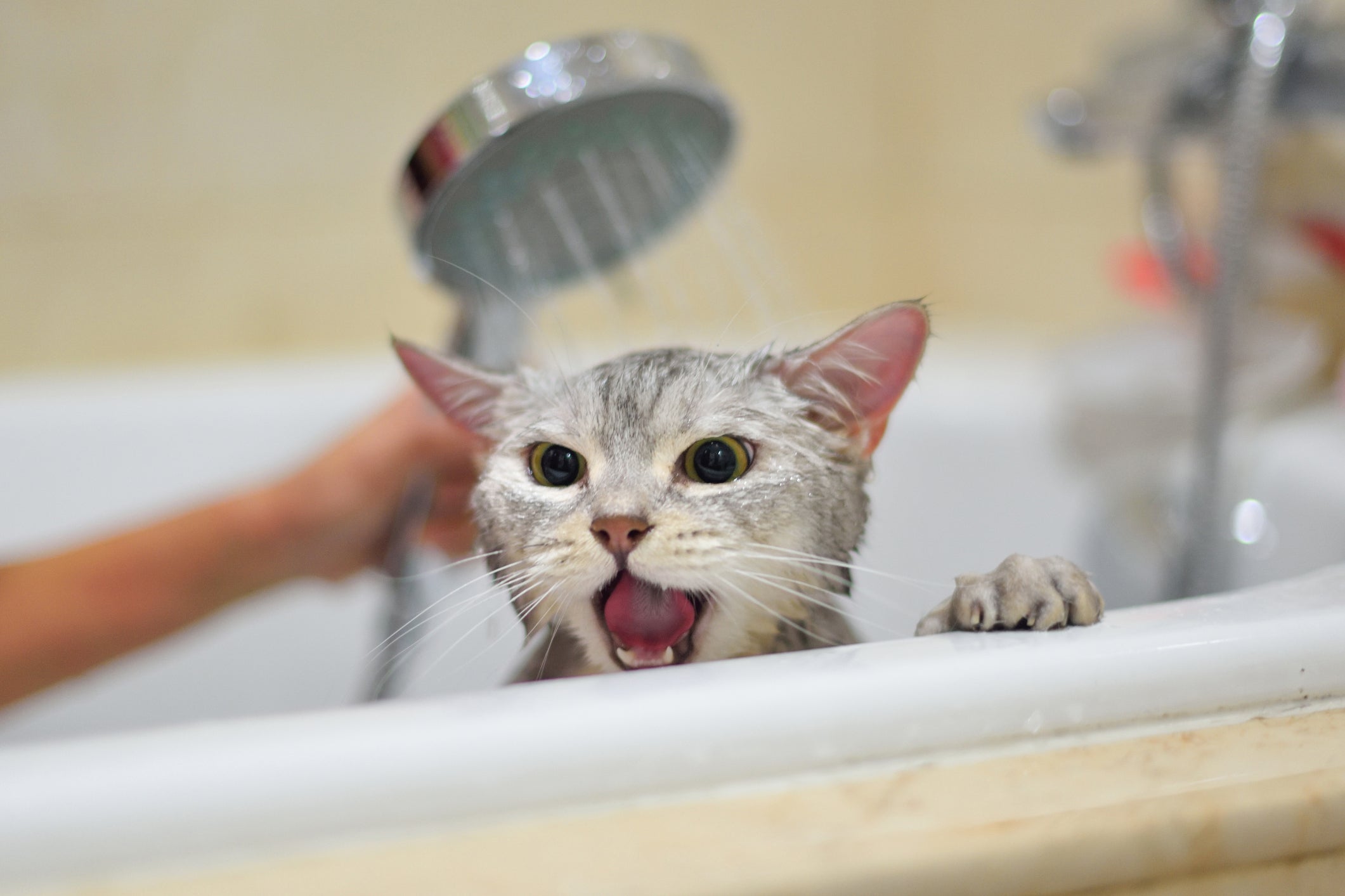 Dar banho em gato pode ser muito estressante e nocivo para o bem-estar do pet