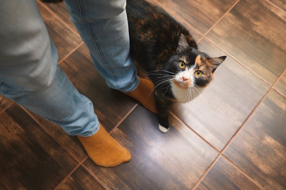 O gato gosta de ficar perto dos pés do dono para marcar território