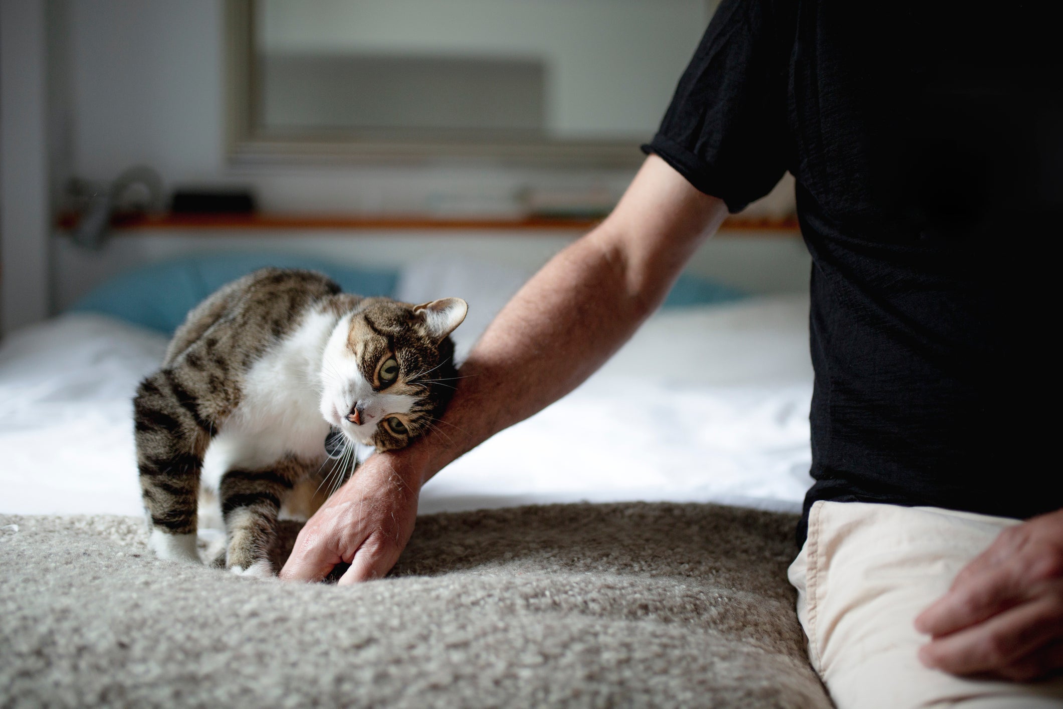 Às vezes o gato só quer atenção e carinho