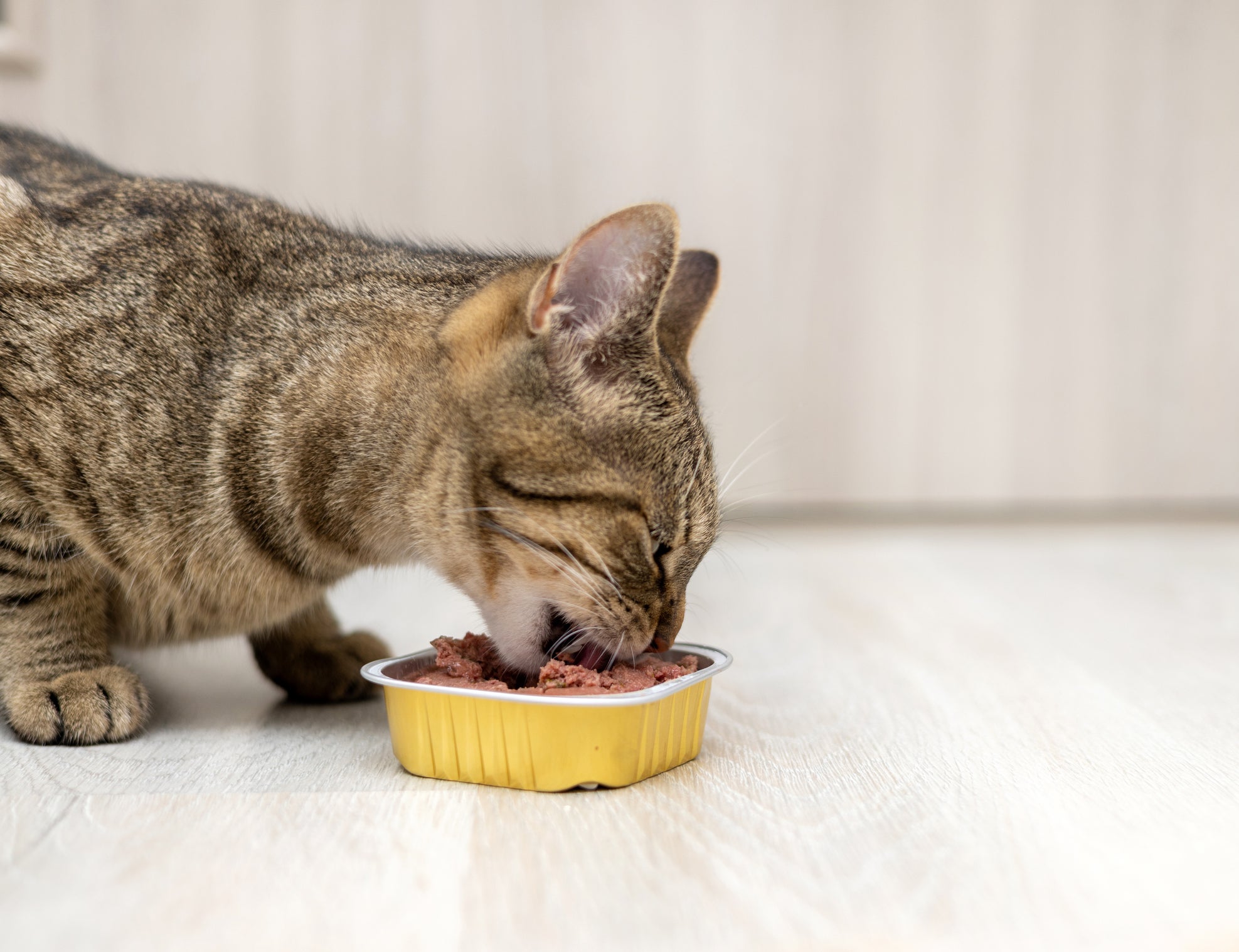 O sachê para gatos estimula a hidratação felina