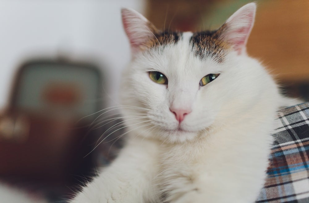 Os gatos gostam de atenção e tomam atitudes cômicas para isso