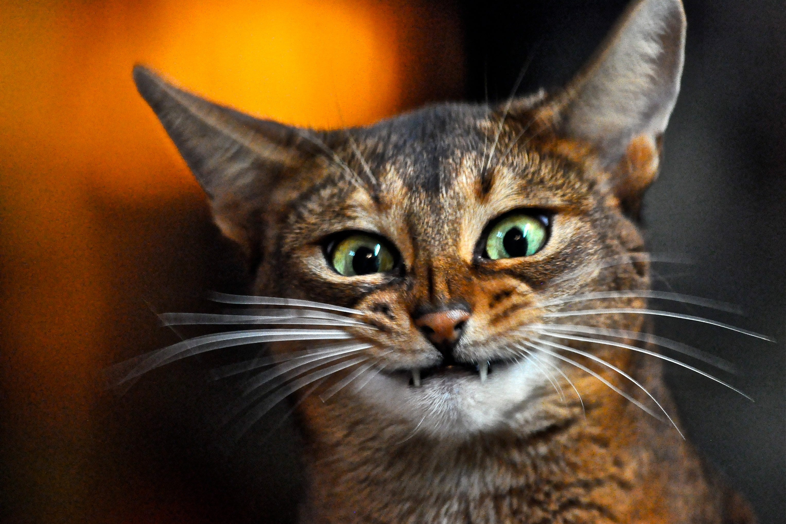 O gato com a pupila dilatada pode estar querendo brincar