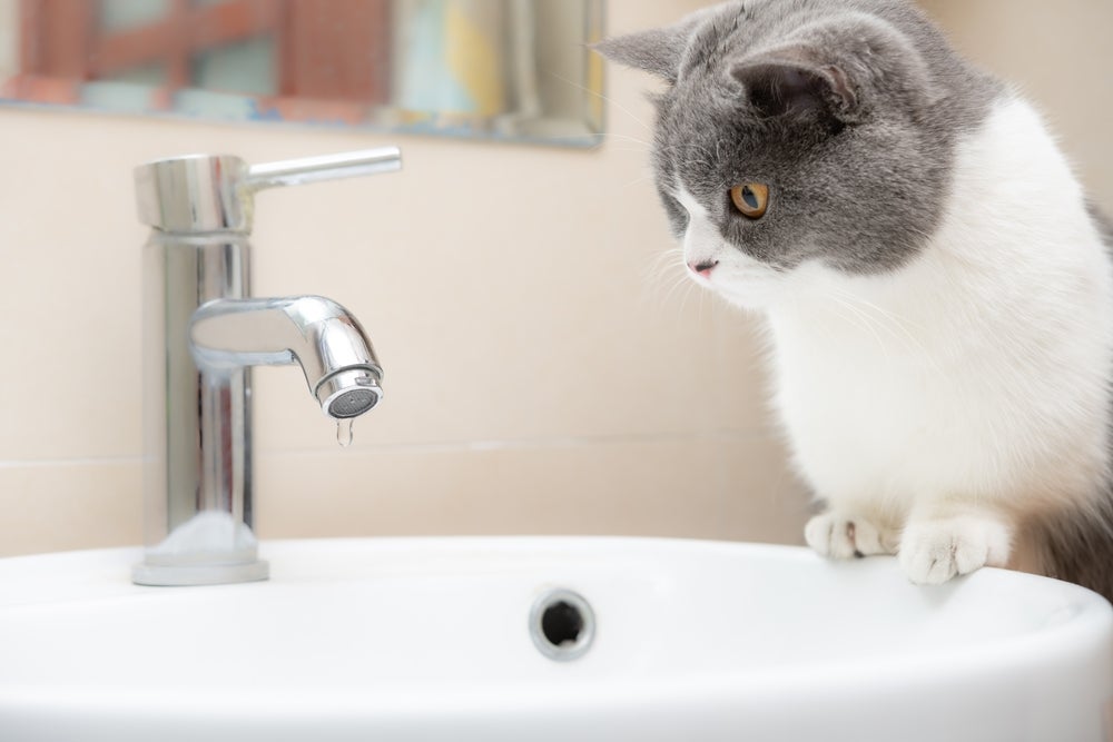 O banheiro instiga muitos sentidos do gato