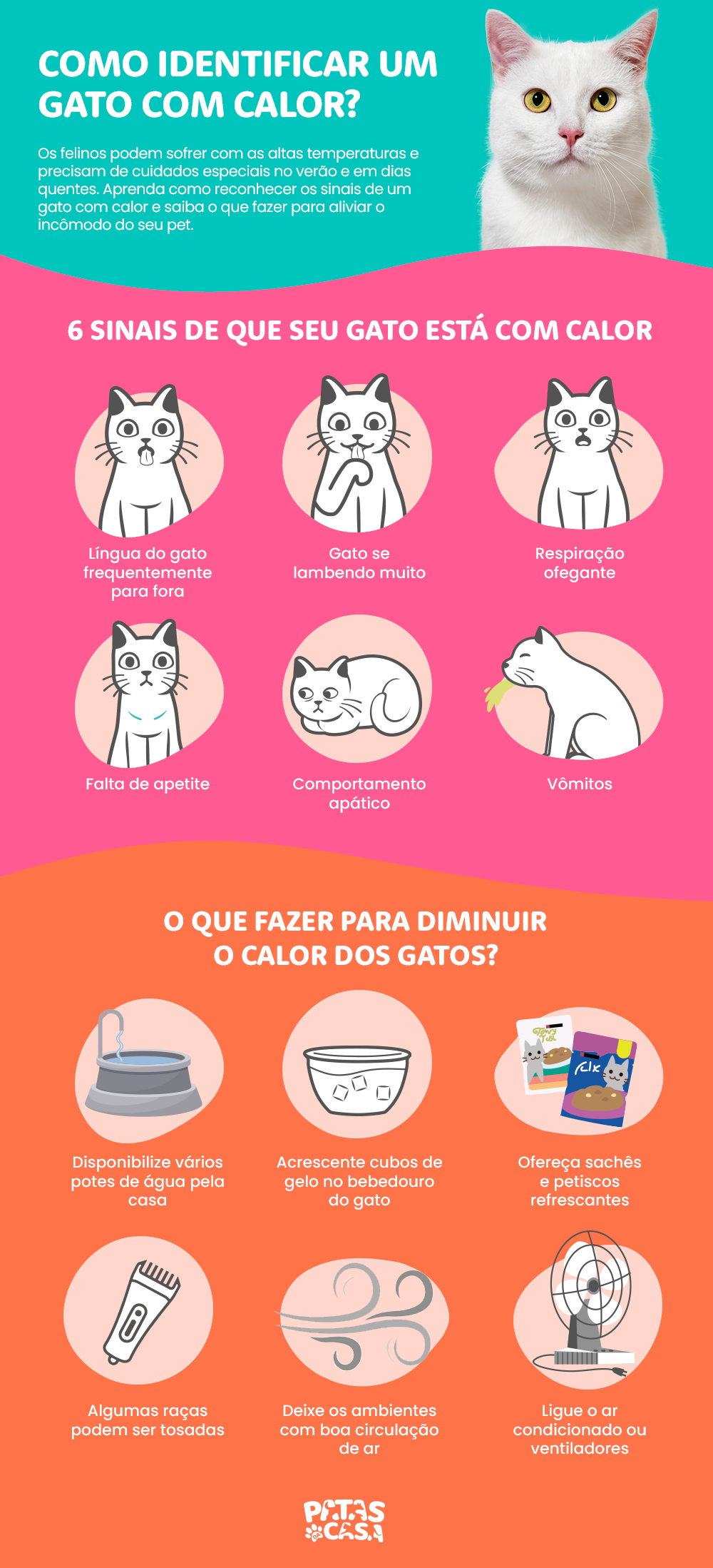 O gato sente calor e precisa de alguns cuidados especiais no verão para não sofrer com as altas temperaturas