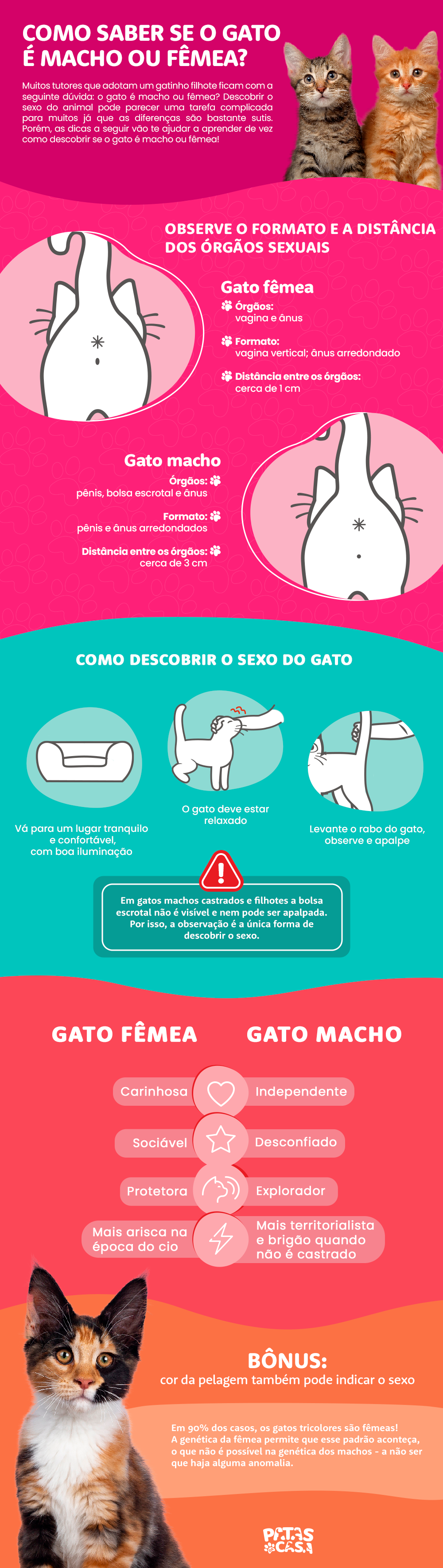 É possí­vel descobrir se o filhote é um gato macho ou gato fêmea ao observar o corpo do animal