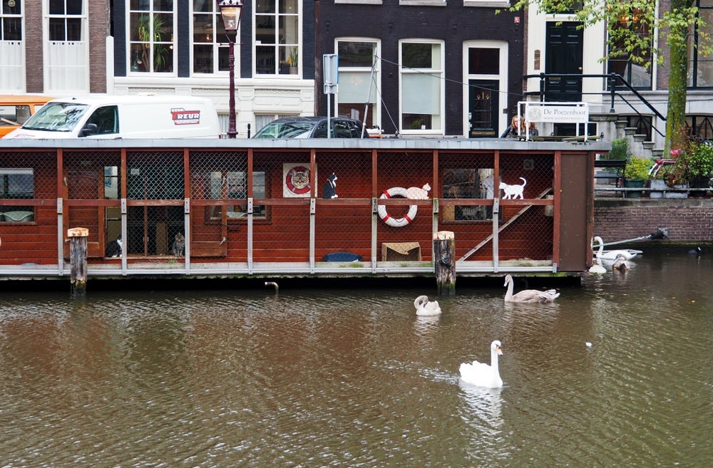 Na Holanda, os gatos têm até um catboat