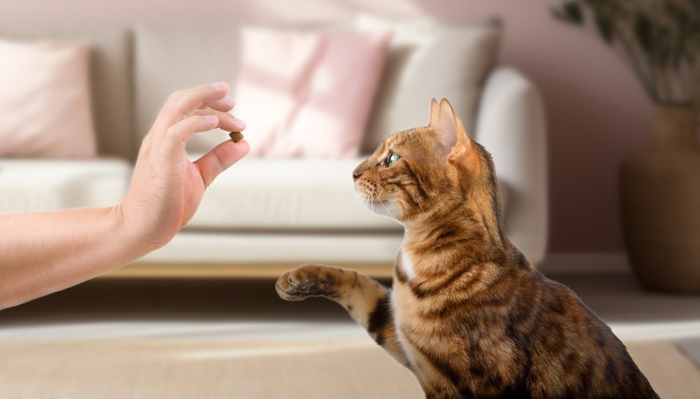 O adestramento de gato ajuda o bichano a entender o próprio nome.