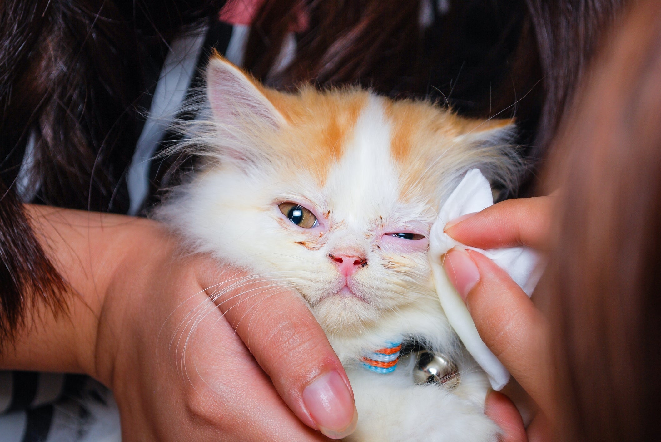 Saber como limpar os olhos do gato Persa evita as doenças oculares