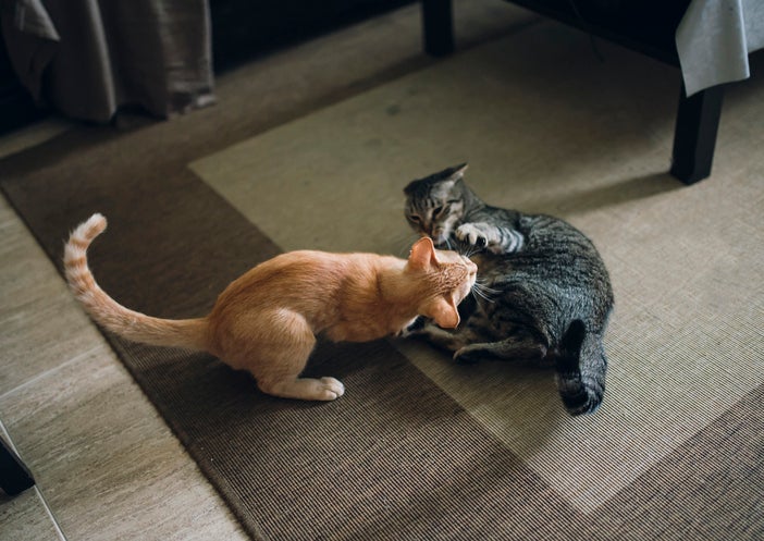 Os gatos machos e fêmeas podem ser diferentes até no jeito de brincar e lidar com humanos