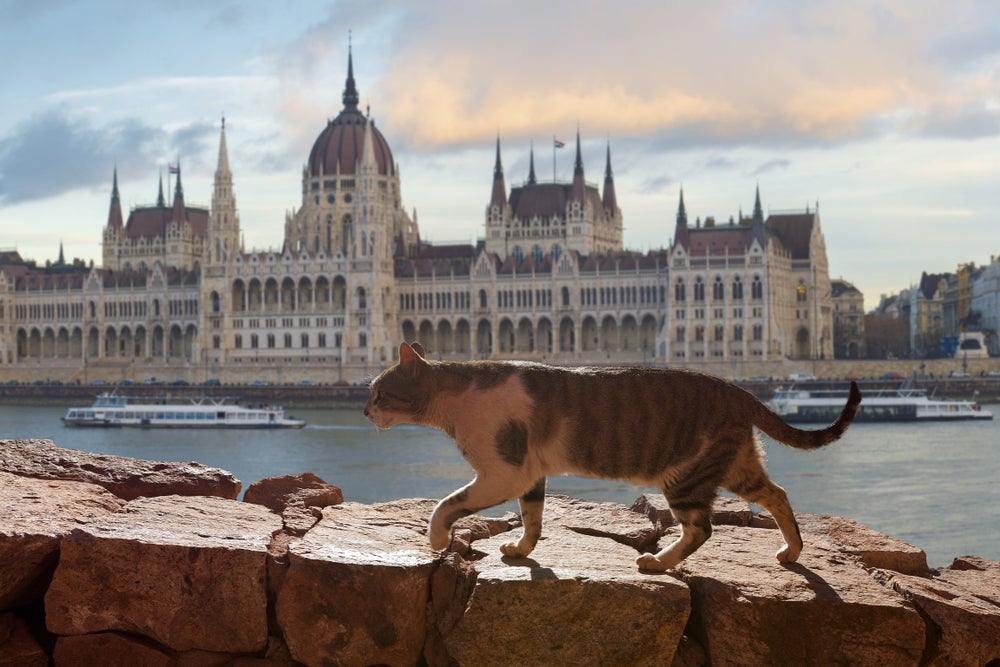 Budapeste é outro destino perfeito para quem ama gatos