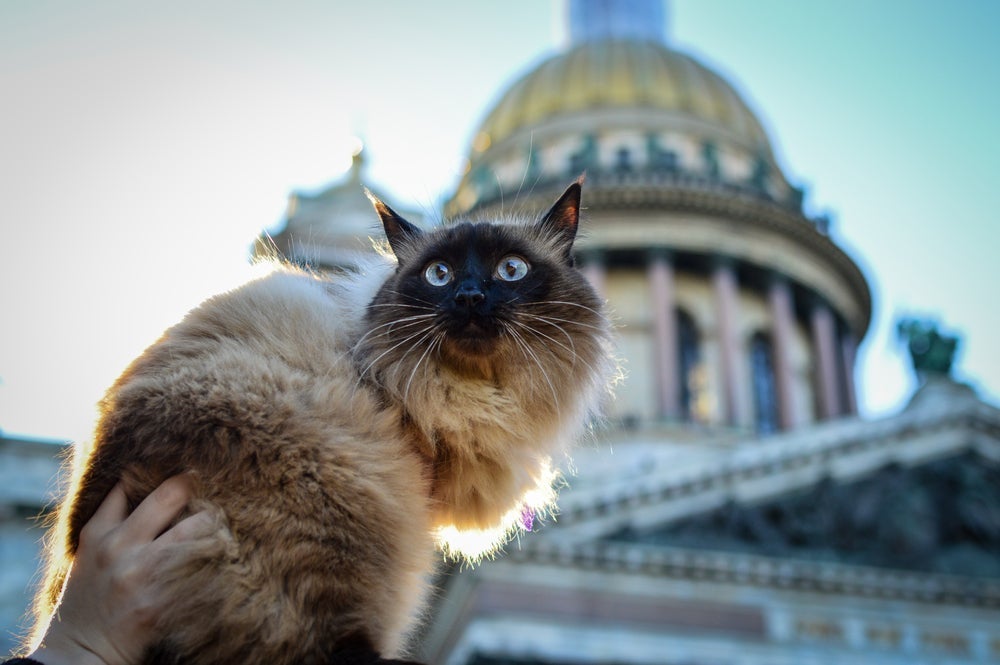Os gatos em São Petersburgo são grandes protagonistas