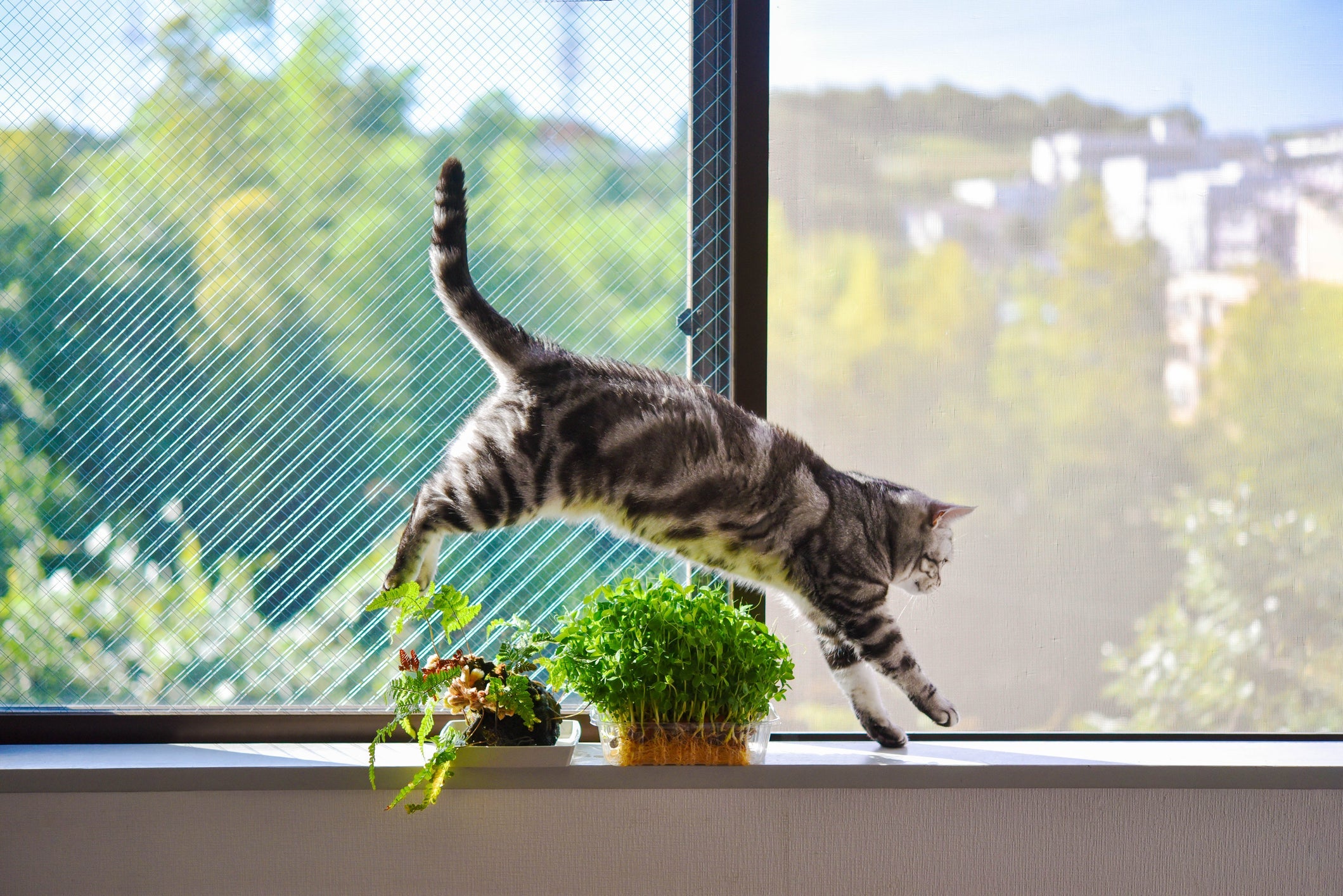 Quando se trata de criação indoor, a tela de proteção para gatos é um item fundamental