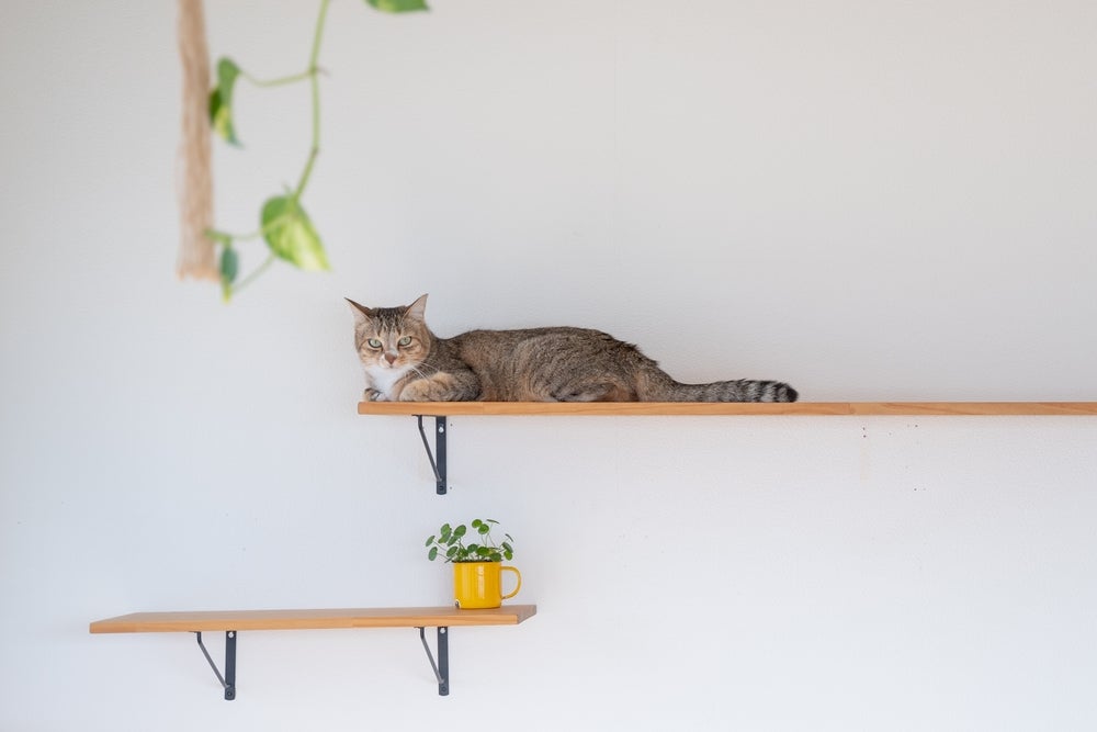 Brinquedos para gatos, nichos, prateleiras e enriquecimento ambiental dvem fazer parte da criação indoor